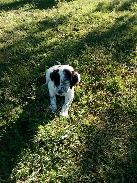 chiots setter anglais lof Nu511