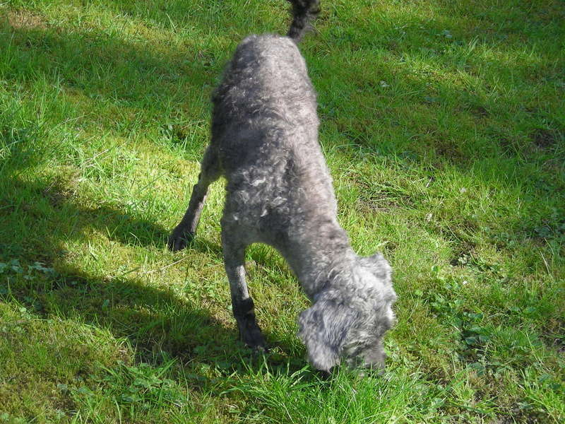 [SAUVETAGE] SUNDAY, croisé griffon caniche aveugle - 10 ans - M Dscn6213