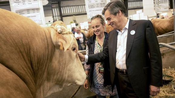 "Tapototant" sur la tête de la vache ! Fillon14