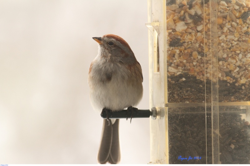 Junco et mésange et bruant hudsonien Papou163