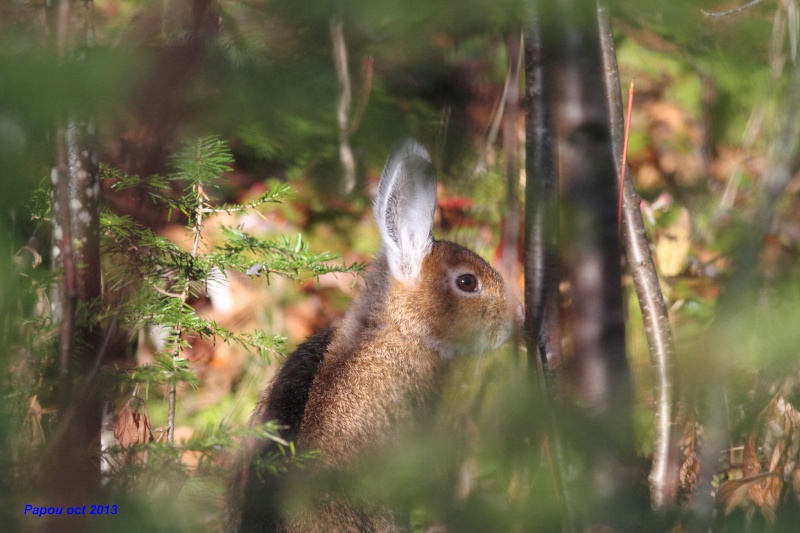 un rabbit, deux rabbits Papou_27