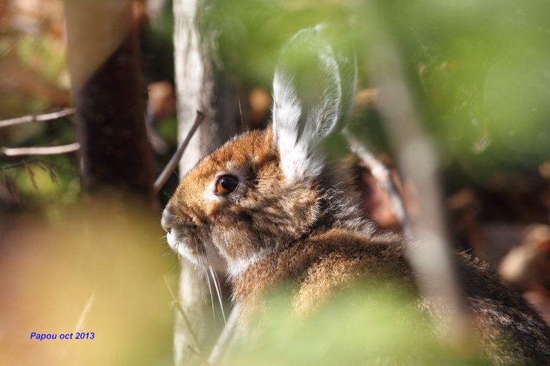 un rabbit, deux rabbits Papou_28