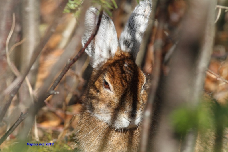 un rabbit, deux rabbits Papou_29