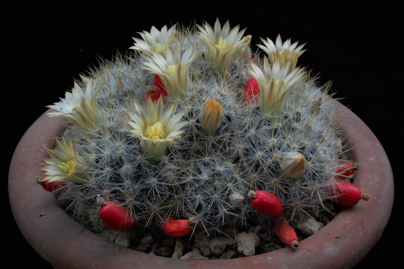 Mammillaria multiceps 3199-210