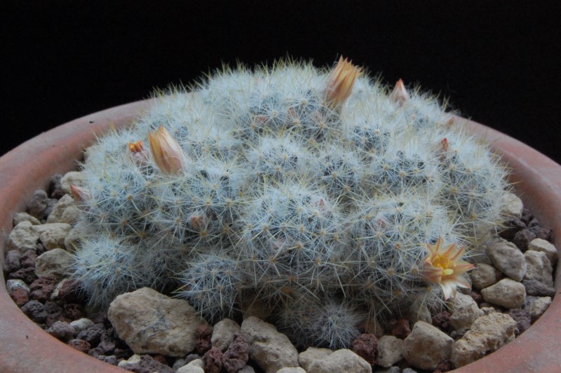 Mammillaria prolifera 7311-211