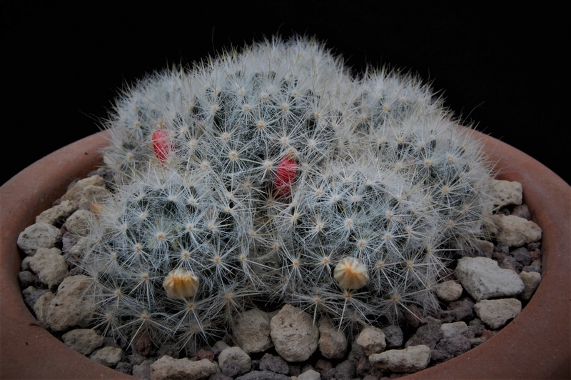 Mammillaria prolifera 8033-213