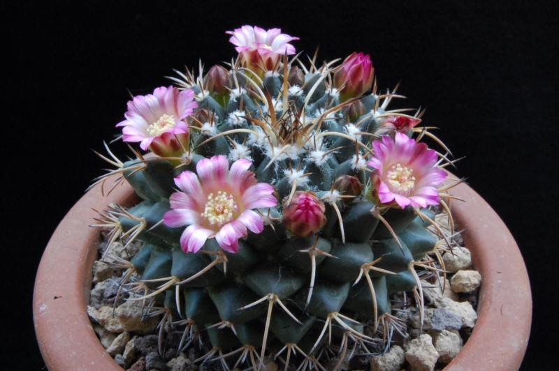 Mammillaria magnimamma 8129_211