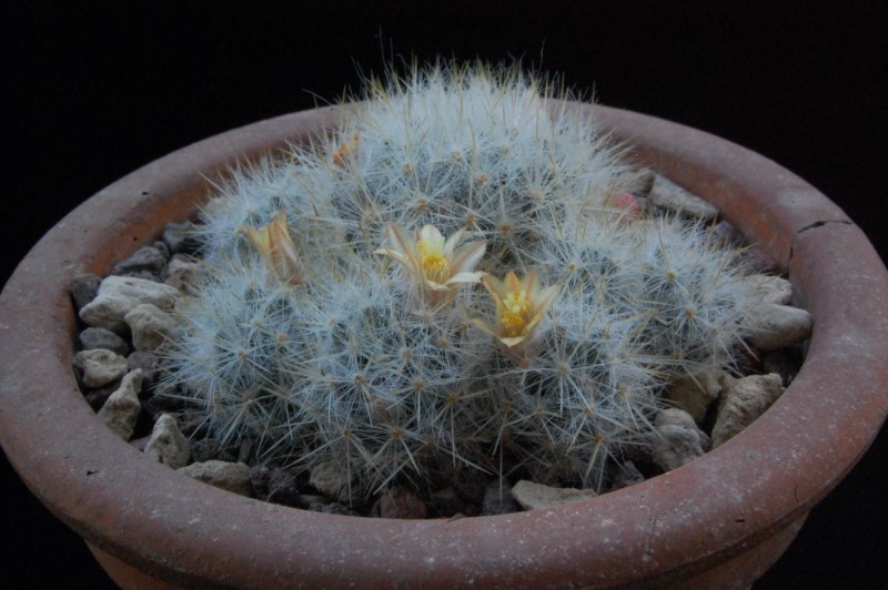 Mammillaria prolifera 8209-d10