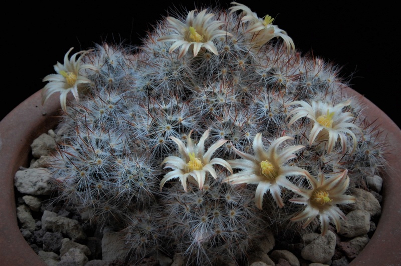 Mammillaria multiceps 8450-215