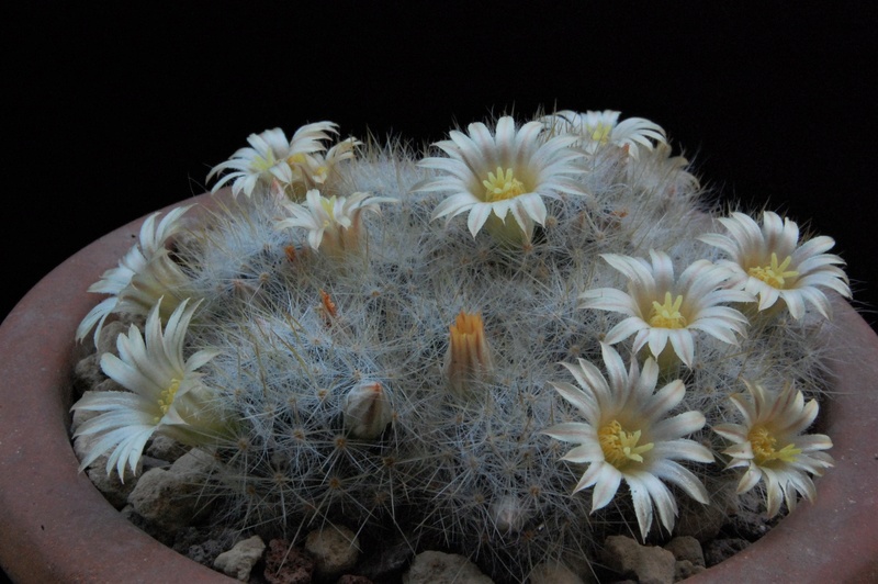 Mammillaria multiceps 8456-211