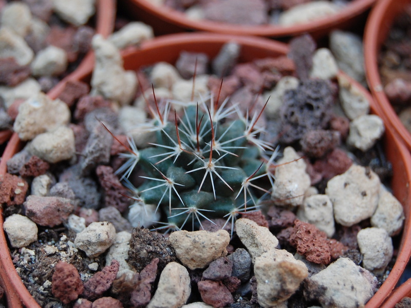 Mammillaria heyderi 9606-210