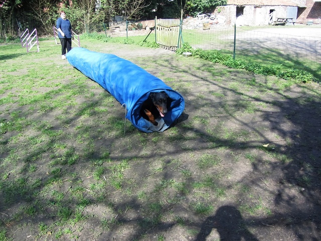 Appolon en agility Img_3121