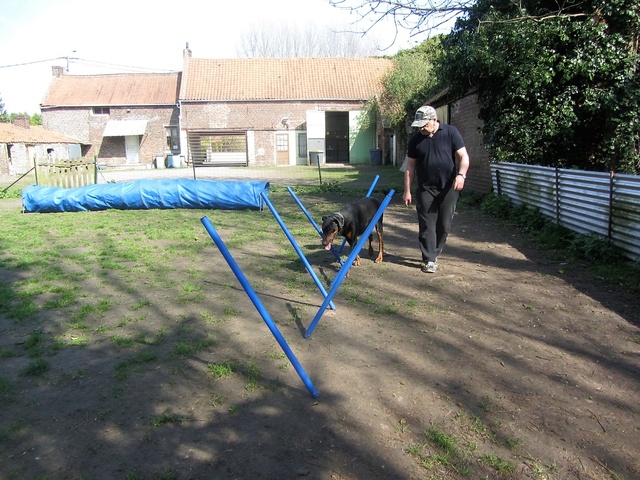 Appolon en agility Img_3123