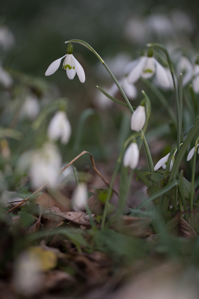 Divertimento avec les Galanthus.... _mg_6720