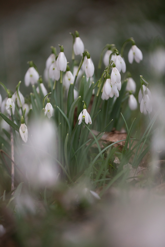 Divertimento avec les Galanthus.... _mg_6812