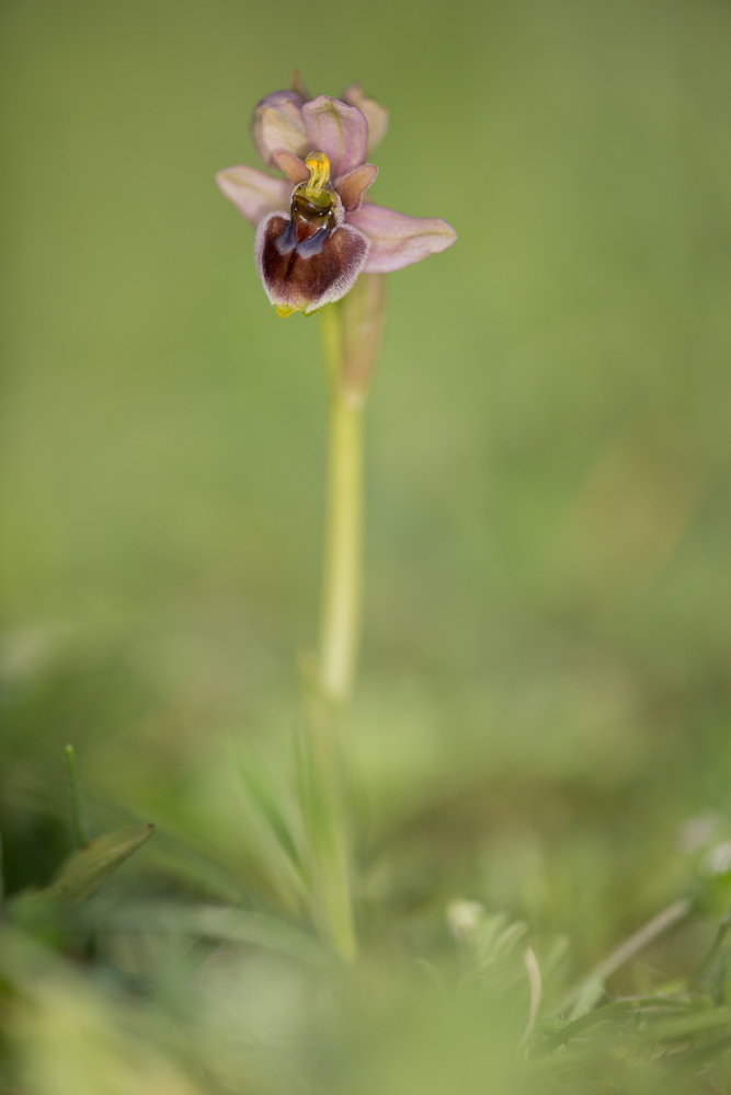 Retourne a les Pouilles II _mg_8522