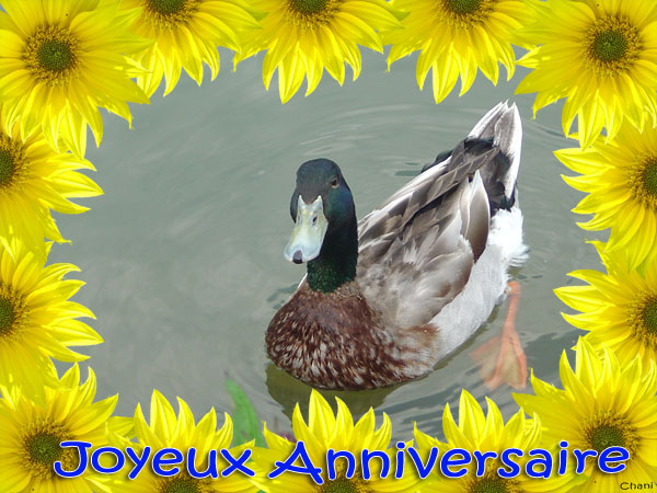 Canard à la fête Annive10