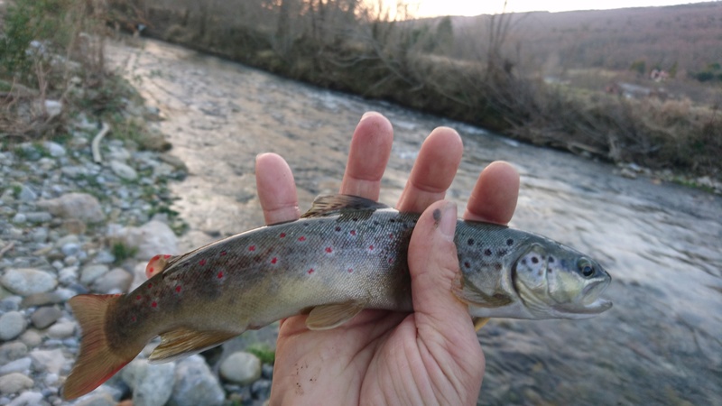 Votre pêche Salmo de Mars! Dsc_1515