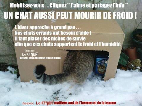 Comment Proteger Les Chats Errants Du Froid Page 2 Comment Proteger Les Chats Errants Du Froid Page 2