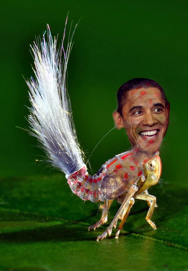 look at this crazy bug Obamab10