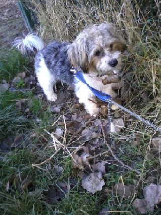 GASPARD CROISE BICHON MALE 2 ANS REFLEXE ADOPTION 59 00715