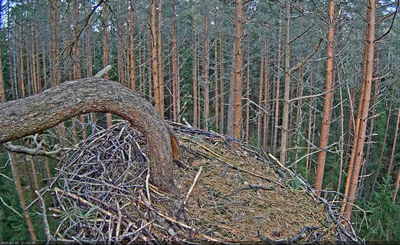 Black Stork Nest 2017 2017-016