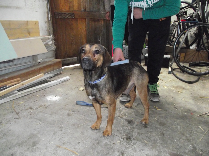 FADIESE, croisée beagle- 2 ans - F Dscf7210