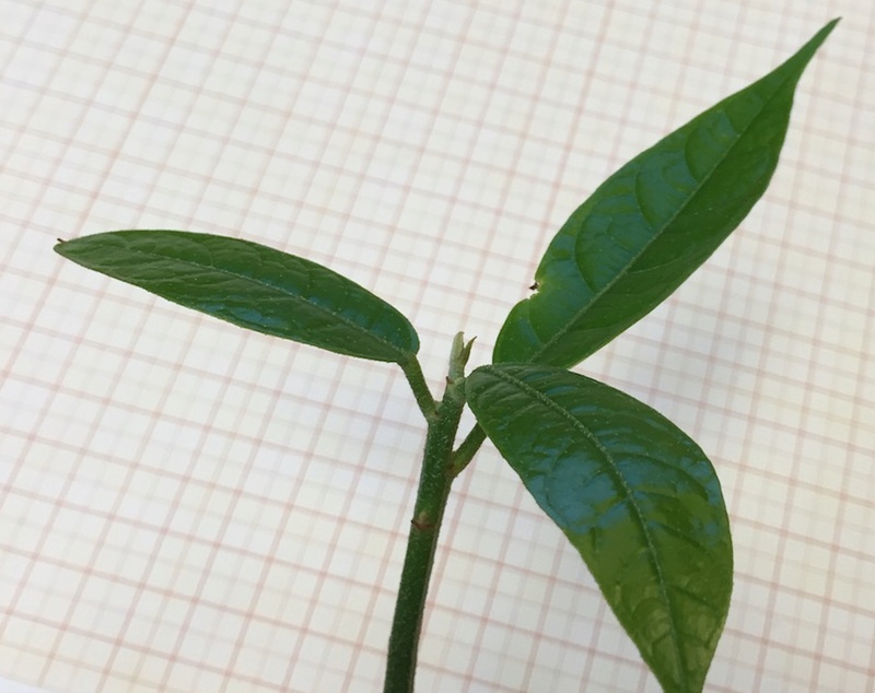 Culture ethnobotanique en France : Kolatier - Noix de Cola nitida, acuminata et gigantea. Captur58