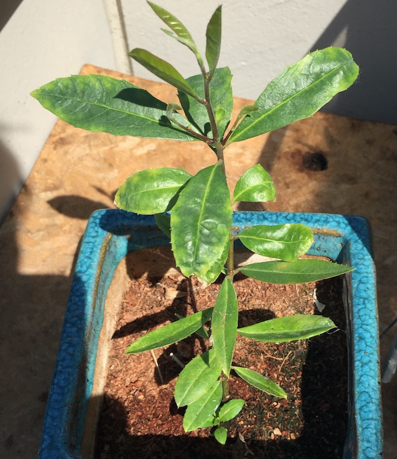 Culture ethnobotanique en France : Yerba Maté Ilex paraguariensis Captur60