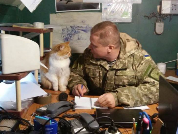 Cats in war 16730410