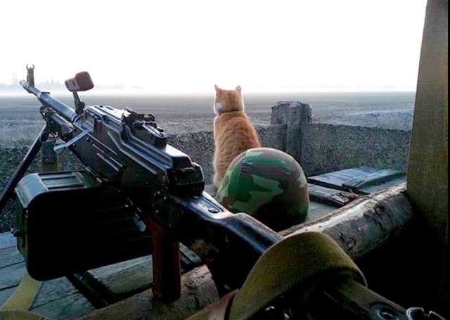 Cats in war 16806910