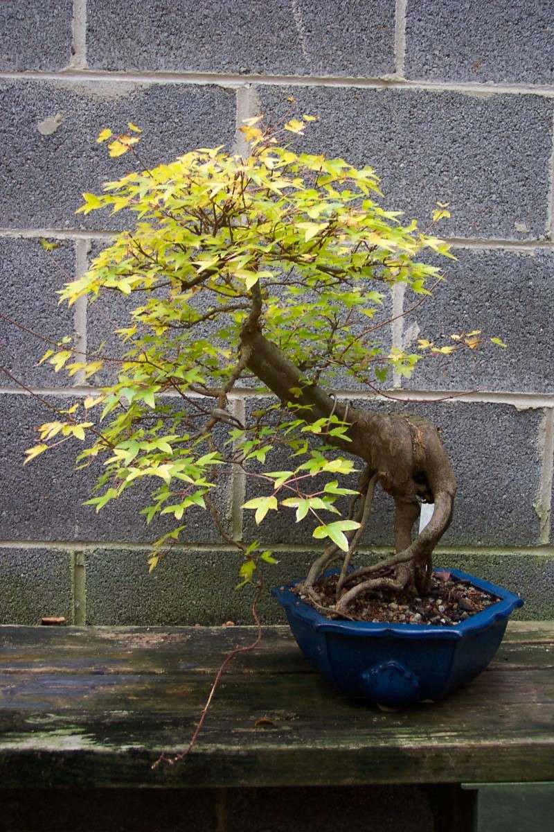 Show the Autumncolour from your bonsai - Page 4 2013-113