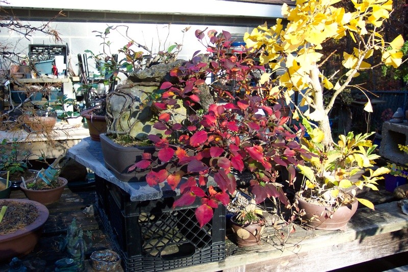 Show the Autumncolour from your bonsai - Page 4 2013-119