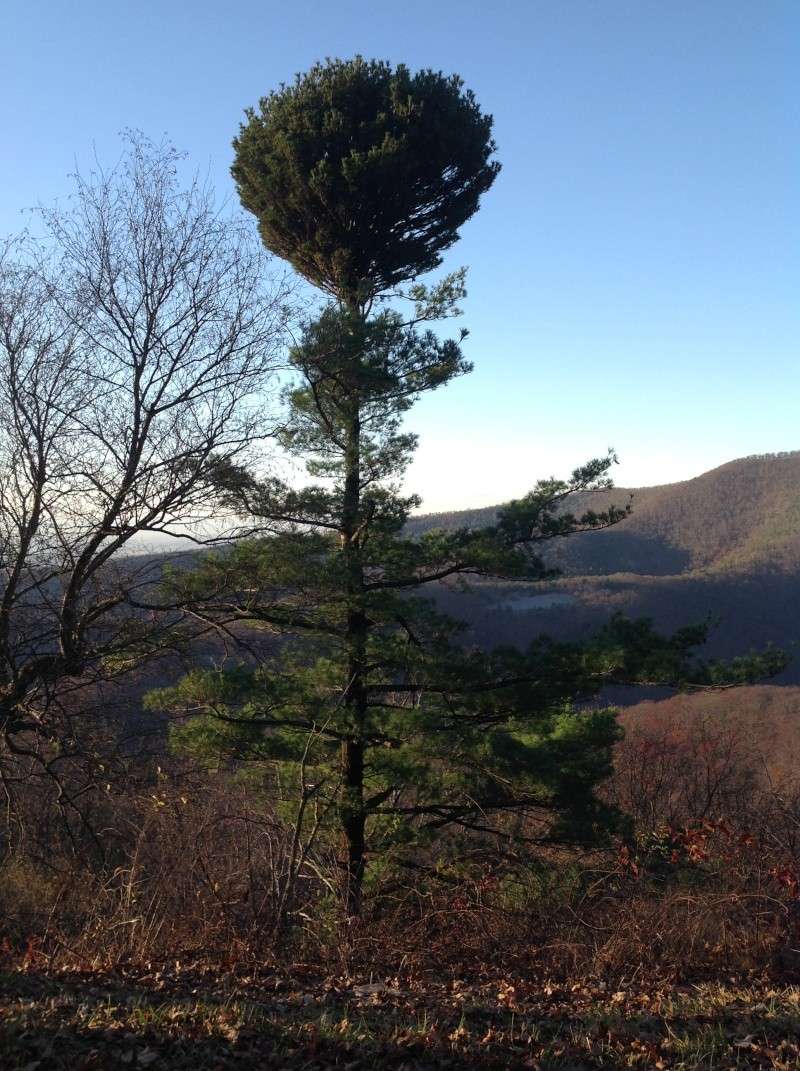 Took a drive on Skyline Drive in the Blue Ridge Mountains! 2013-122