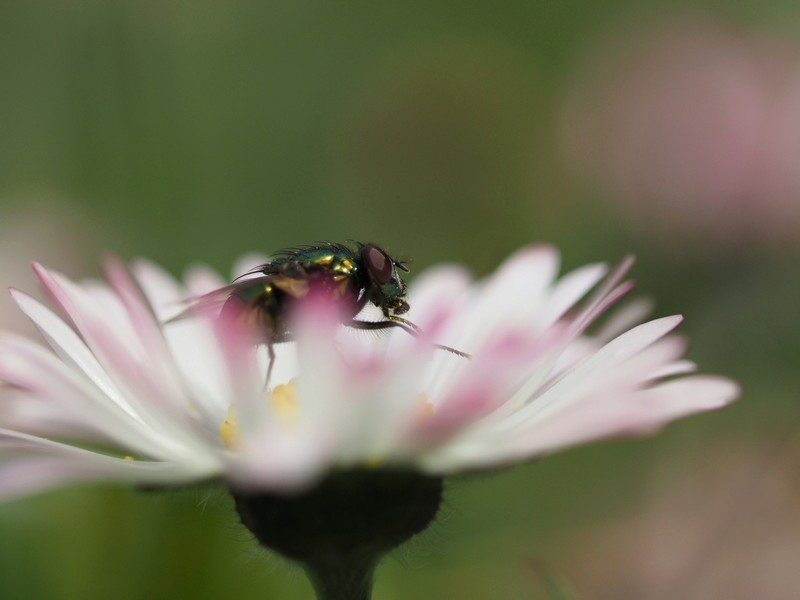 Essai du Sigma 150mm f2.8 + EM1 MkII Mouche11