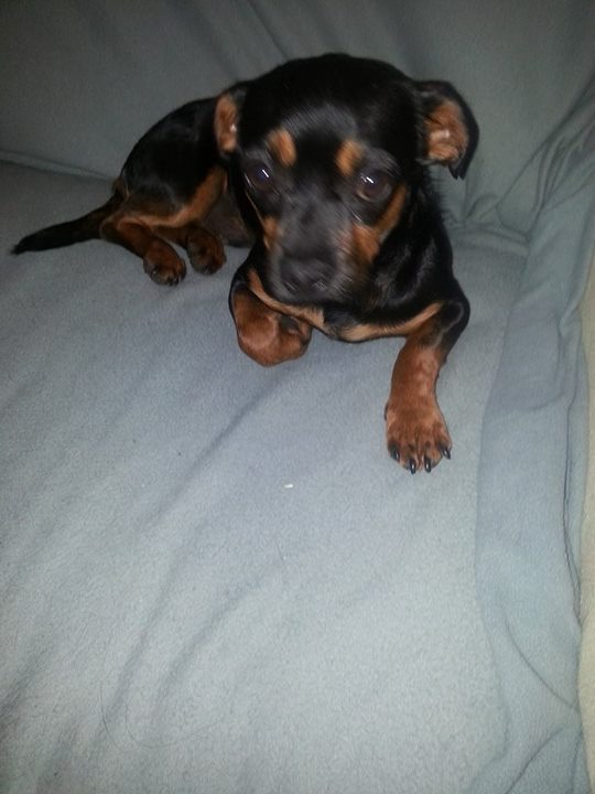 PEPITO - chien croisé de petite taille, né 10 octobre 2015 - REFUGE ALINA ET ANDA. Adopté par Sylvie (depart77) 18716410