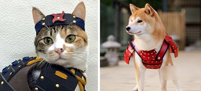Costumi da samurai per cani e gatti: la nuova moda Xdea3510