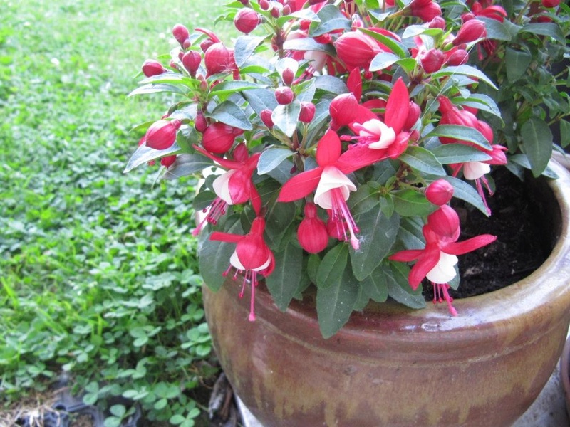 Fuchsia mania......  00220