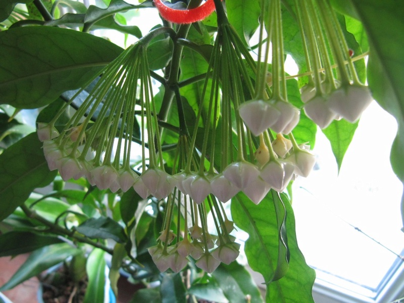 Hoya lockii  presque floraisons  00520