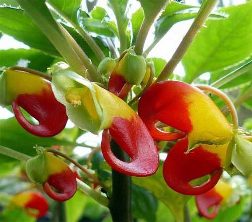 Impatiens goutte de sang Rose  07121010