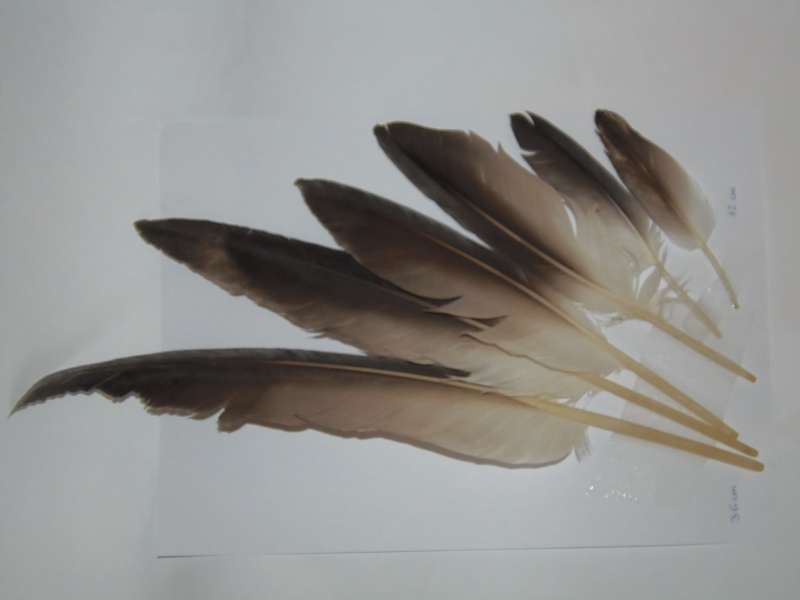 echange plumes collectionneurs en herbe Pa090116
