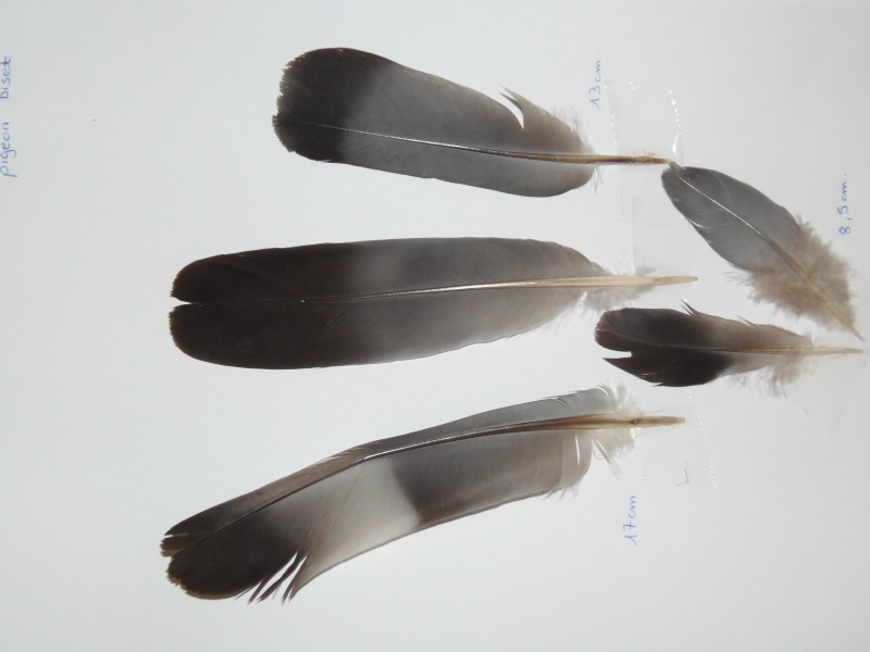 echange plumes collectionneurs en herbe Pigeon10