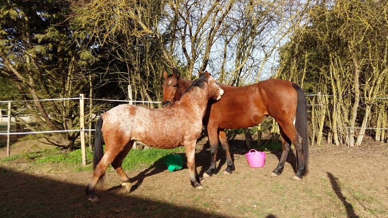 INDIANA - OI type poney née en 1994 - adoptée en juillet 2016 par Adeline 20170210