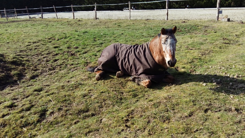 INDIANA - OI type poney née en 1994 - adoptée en juillet 2016 par Adeline 20170211