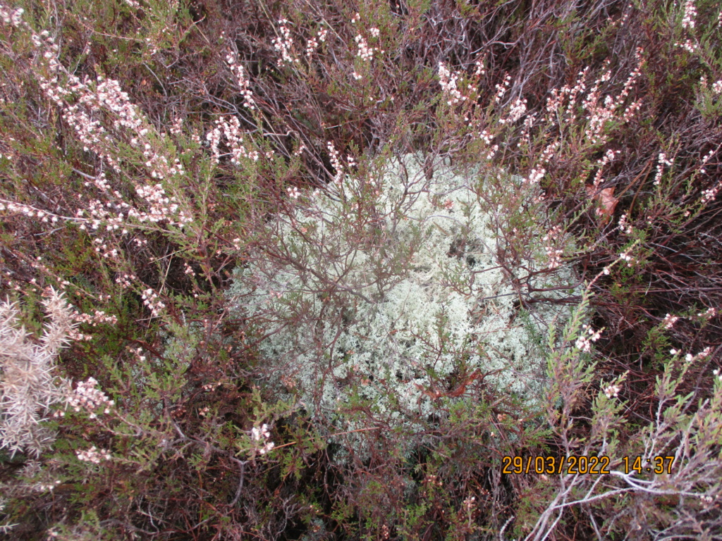 un beau pied  de lichens Img_2517