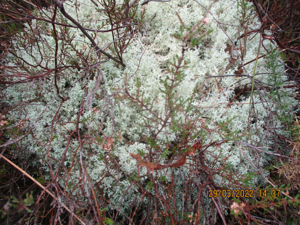 un beau pied  de lichens Img_2518