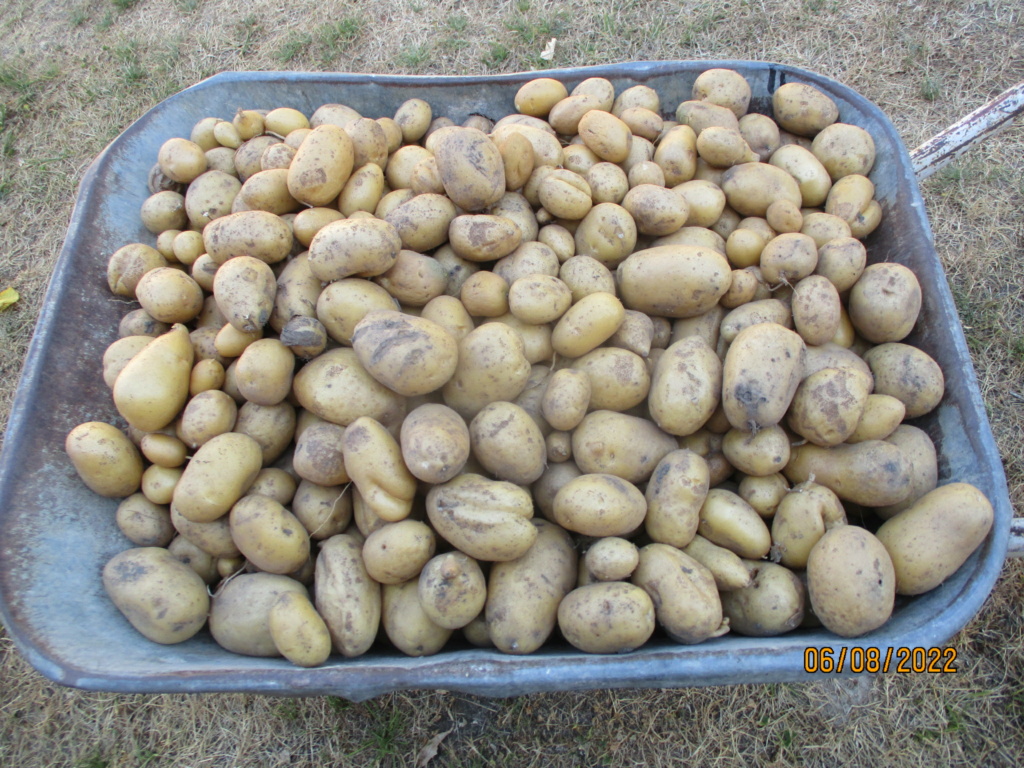les patates 2022 Img_3111