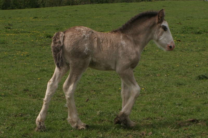 Cairnview Ella, 1ere naissance a Cairnview Ella0911