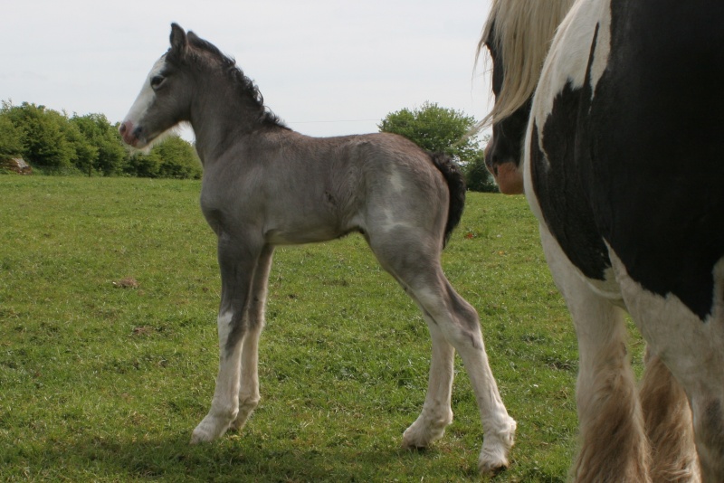 Cairnview Evy, pouliche IC PP, née le 12 May 2014 Ellie010