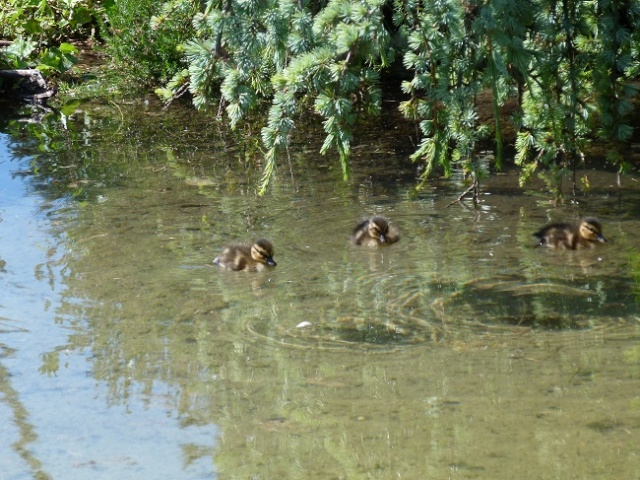 Rencontre du 18/05 au parc de la Tête d'Or (Lyon) ! Rencon28